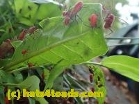 /home//u458753944/public_html/sourcegallery////////////Insects and small critters/aphids cicadas lanternflies and true bugs (Hemiptera)/P6030532.JPG